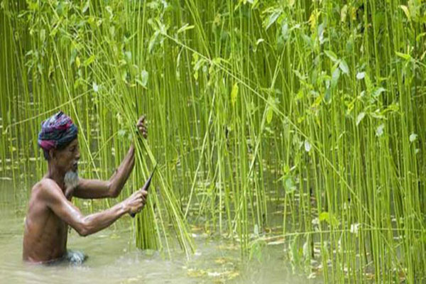 লভ্যাংশ সভার তারিখ ঘোষনা সোনালী আঁশের